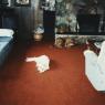 Brandy_and_Casey_at_home