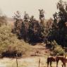 Ranch_horses2