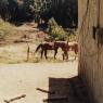 Ranch_horses3