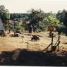 Skip_backyard_Dogs