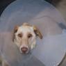 Conehead2