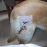 Wound_Closeup