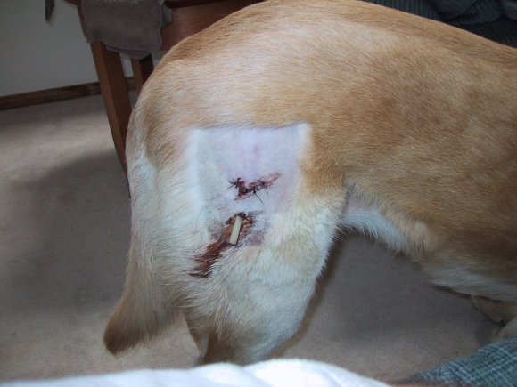 Wound_Closeup