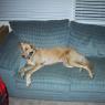 Summer_Sleeping