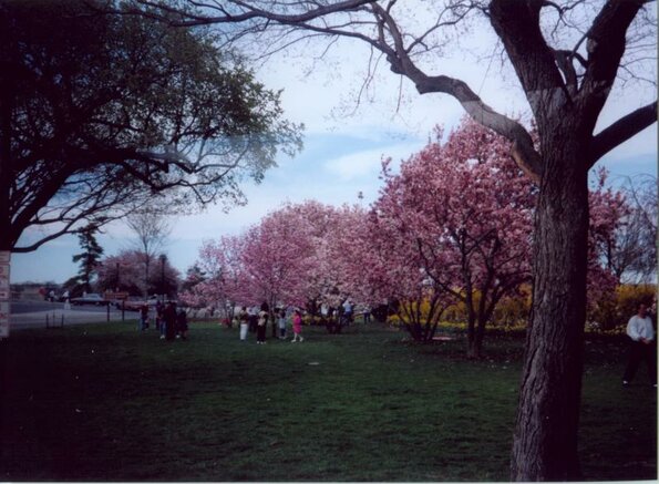 CherryBlossoms1