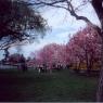 CherryBlossoms1