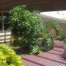 Front_yard_2